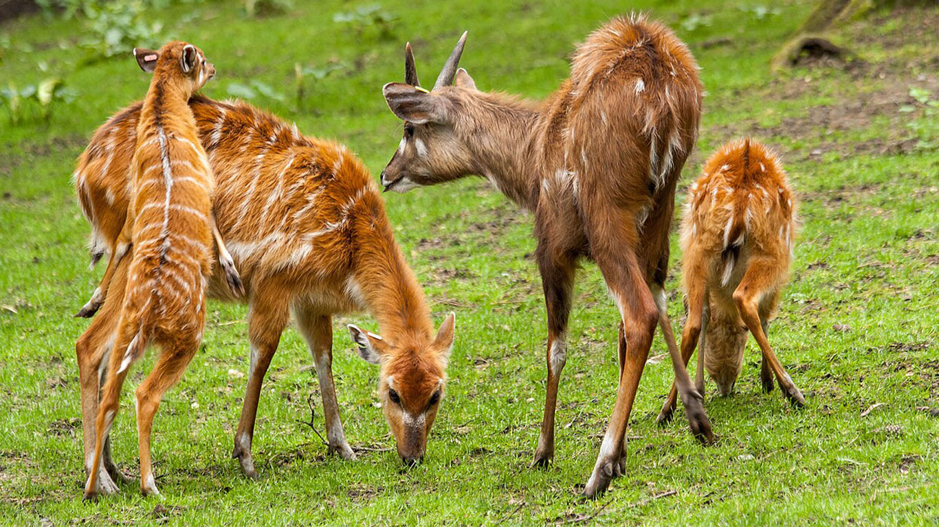 Image de la culture vibrante de Bena-Luluabourg